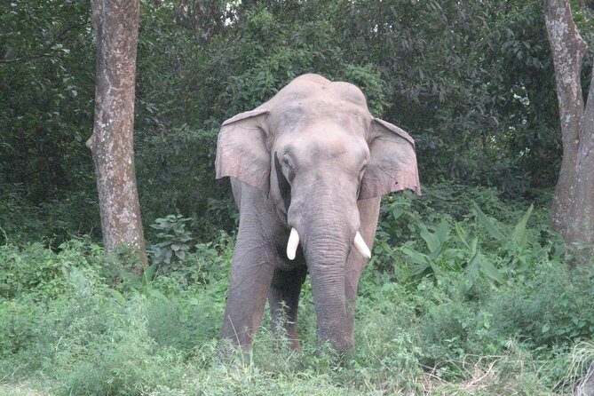Mission Tiger, 4 days tour inside Chitwan National Park. - Day 3 Wildlife Time for Tigers, Rhinos, and Big Birds