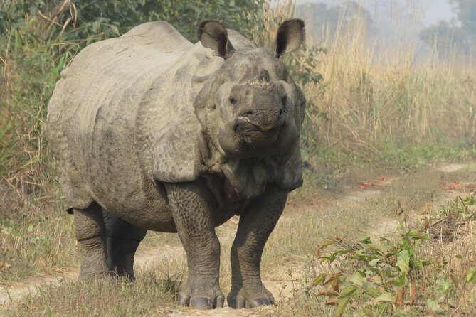 Mission Tiger, 4 days tour inside Chitwan National Park. - Day 4 Open-Hood Jeep Safari from Sauraha