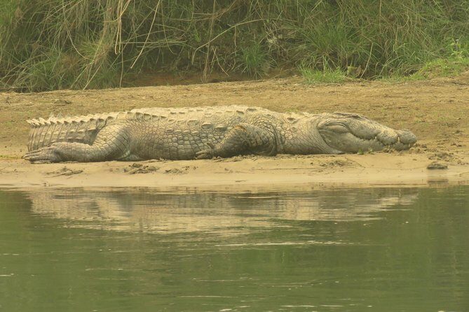 Mission Tiger, 4 days tour inside Chitwan National Park. - Meals, Tickets, and the Value of This $999.99 Package