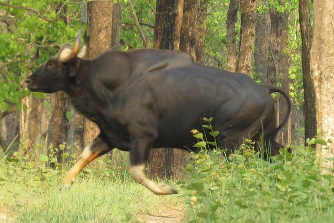 Mission Tiger, 4 days tour inside Chitwan National Park. - What to Pack and How to Stay Comfortable in the Jungle