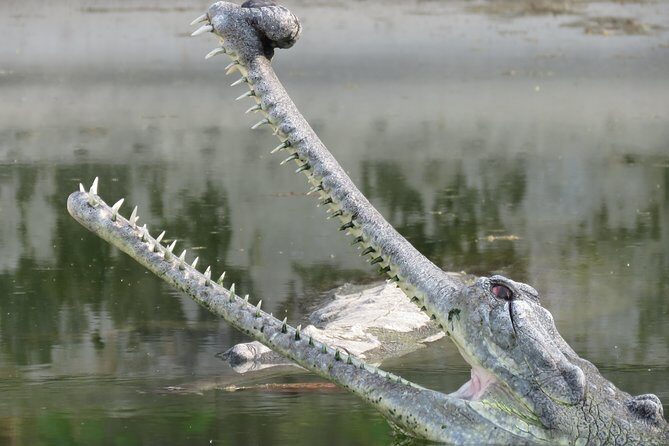 Mission Tiger, 4 days tour inside Chitwan National Park. - Who This Mission Tiger Tour Suits Best