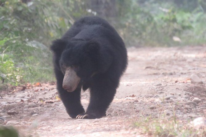Mission Tiger, 4 days tour inside Chitwan National Park. - Day 2 Jungle Walks and Madi Village Base