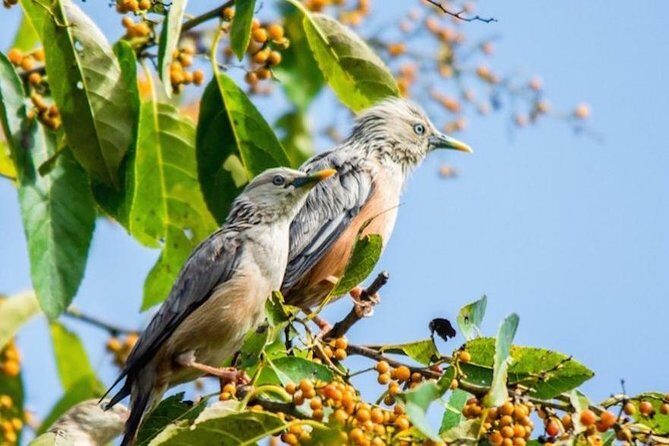 Phulchoki bird-watching tour - Phulchoki: a Kathmandu-edge hill for bird lists and rhododendrons