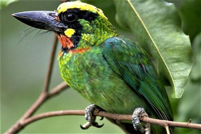 Phulchoki bird-watching tour - Getting there from Kathmandu: the Godawari pickup that sets the pace