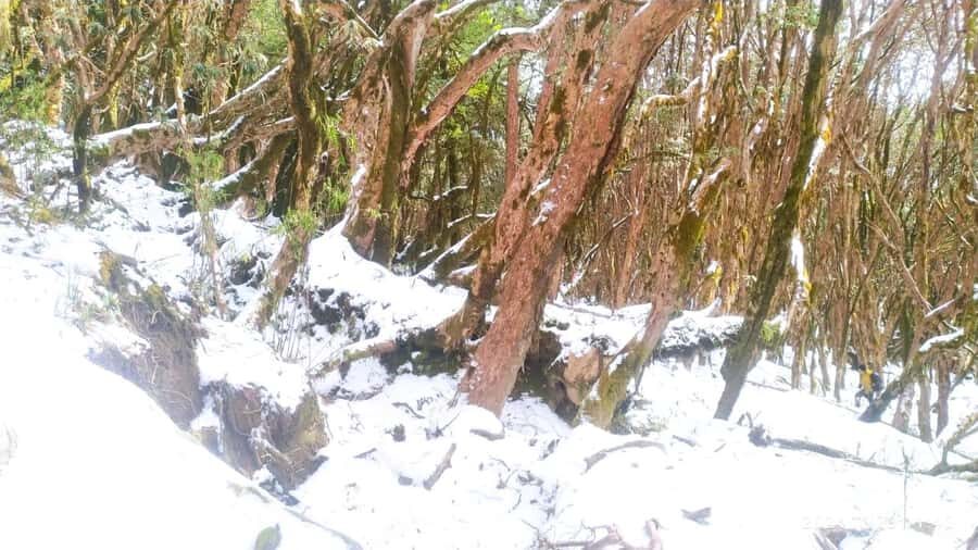Pkr. Backpacker Group Dep.: 4 Day Mardi Himal Base Camp Trek - Guide Birendra (Biru): flexible pace, good details, and how to avoid friction