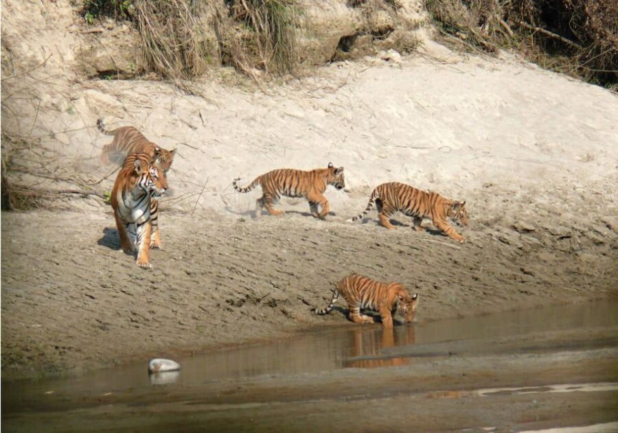 Pokhara: 1 Night 2 Day Chitwan Safari Tour - Key things I’d plan around