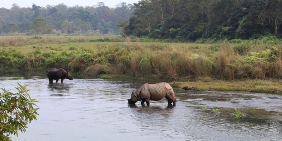 Pokhara: 1 Night 2 Day Chitwan Safari Tour - Chitwan National Park in a 2-Day Reality Check (Pokhara to Jungle Time)