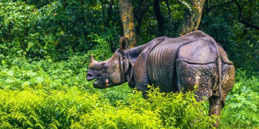 Pokhara: 1 Night 2 Day Chitwan Safari Tour - Your Day 1 Jungle Lineup: Jeep Safari, Guided Walk, Sunset Tour