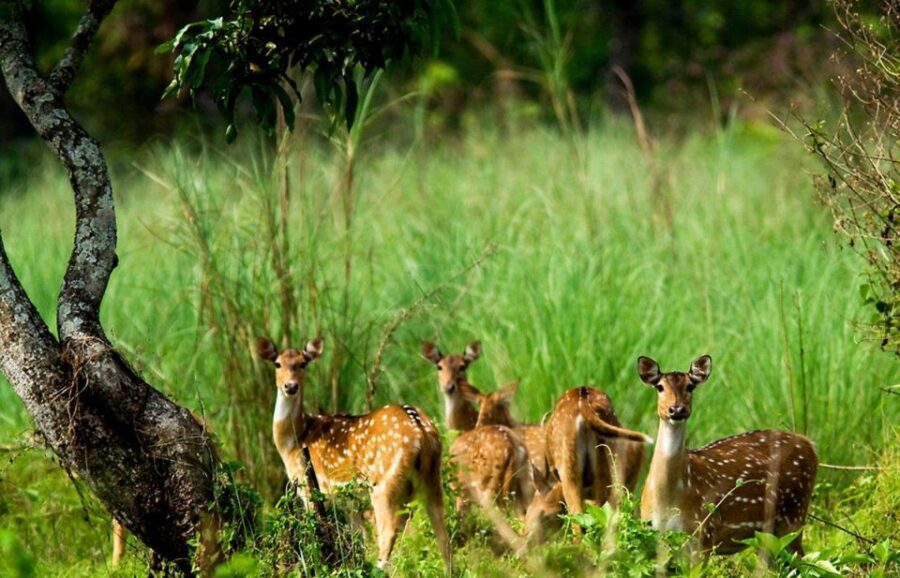 Pokhara: 1 Night 2 Day Chitwan Safari Tour - Day 2: Breakfast, Then Back to Pokhara or Kathmandu by Highway