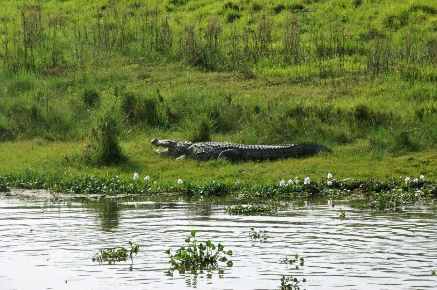 Pokhara: 1 Night 2 Day Chitwan Safari Tour - Price and Value: Is $129 Fair for 2 Days and One Night in Chitwan?