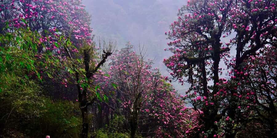Pokhara: 3- days Poon Hill Trek - Price and logistics: where $147 delivers value