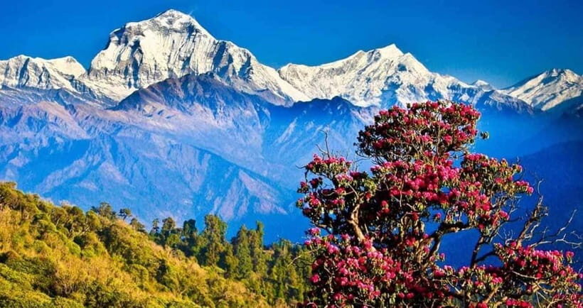 Pokhara: 3 days Trek to Poon hill - Who this trek fits best (and who should skip it)
