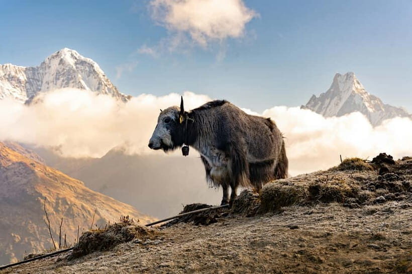 Pokhara: 4-Day Mardi Himal Trek with Guide & Himalayan Views - Tea houses, sleep, and comfort at altitude