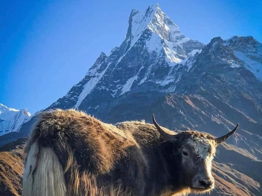 Pokhara: 4-Day Mesmerizing Mardi Himal Guided Trek - Key things to know before you go