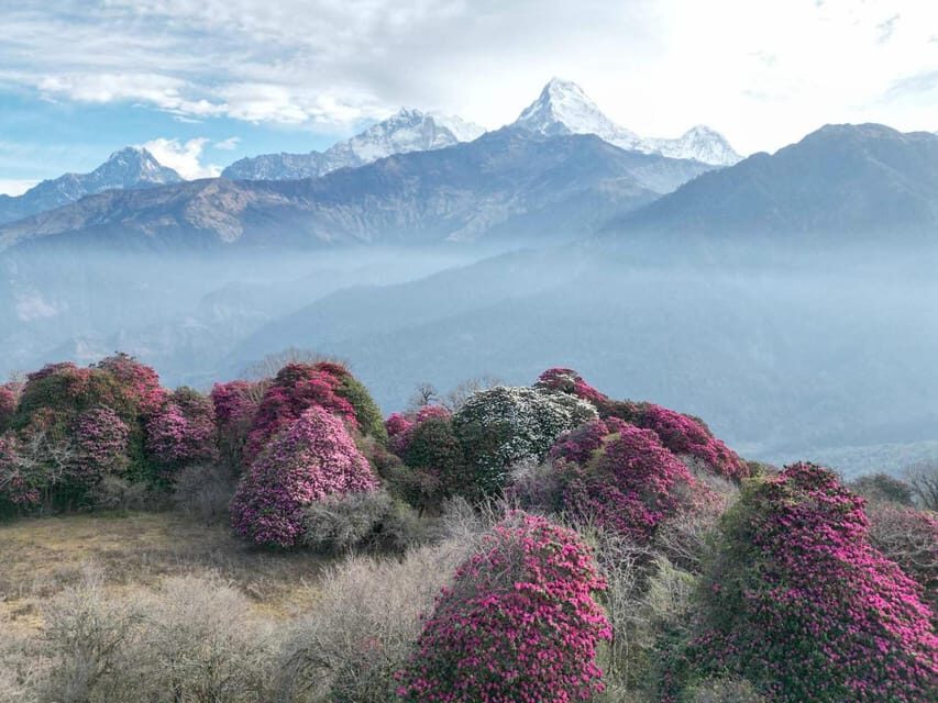 Pokhara: 7-Day Annapurna Base Camp Via PoonHill & Hot Spring - Should you book the Pokhara to Annapurna Base Camp via Poon Hill trek?