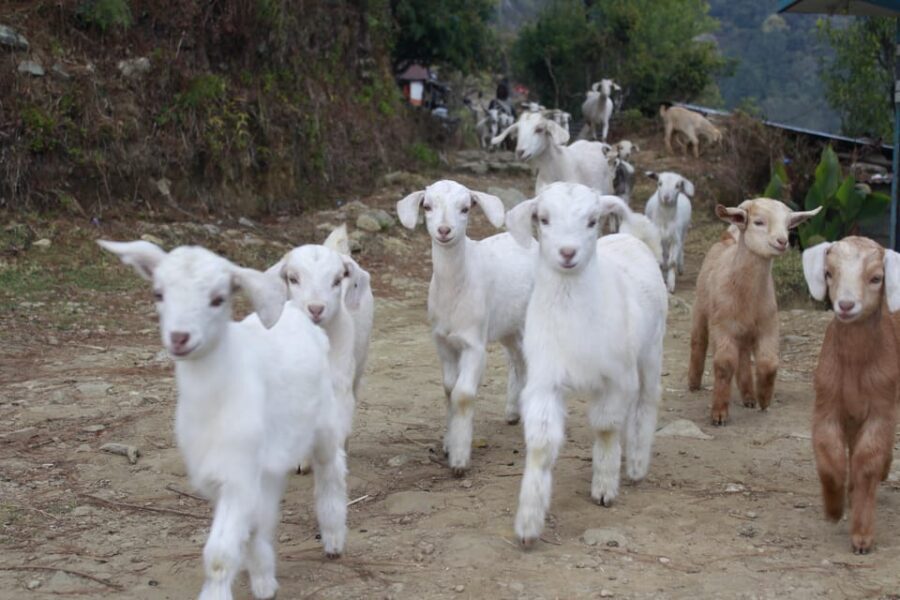 Pokhara: One night camping, campfire stay at Australian camp - Packing smart: hiking shoes and pants are the essentials