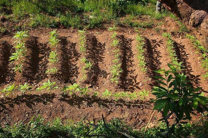 Pokhara: Organic Farm Tour and Cooking Class at Durku - Who this Durku organic farm and cooking class suits best