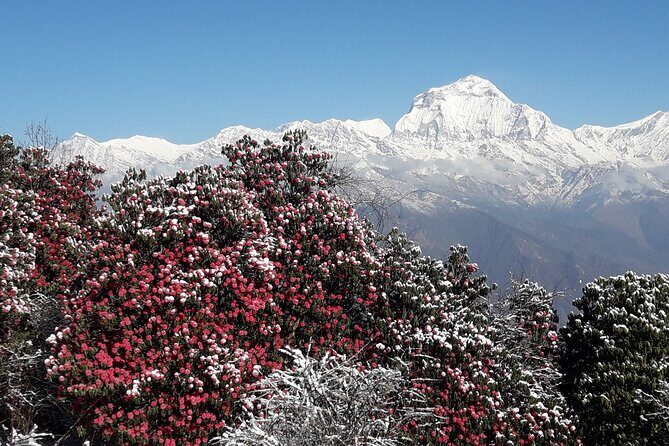 Pokhara: Poon Hill Ghorepani Short Trek - How the pacing feels: moderate effort, clear structure