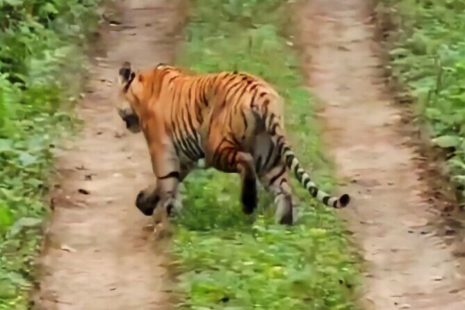 Private Jeep Safari (8-10 hrs.)inside Chitwan National Park. - What you’re eating on safari: lunch box timing and the included drinks