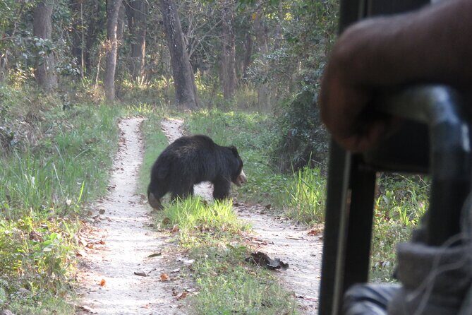 Private Jeep Safari (8-10 hrs.)inside Chitwan National Park. - The 6:30 am start: why this timing works for wildlife