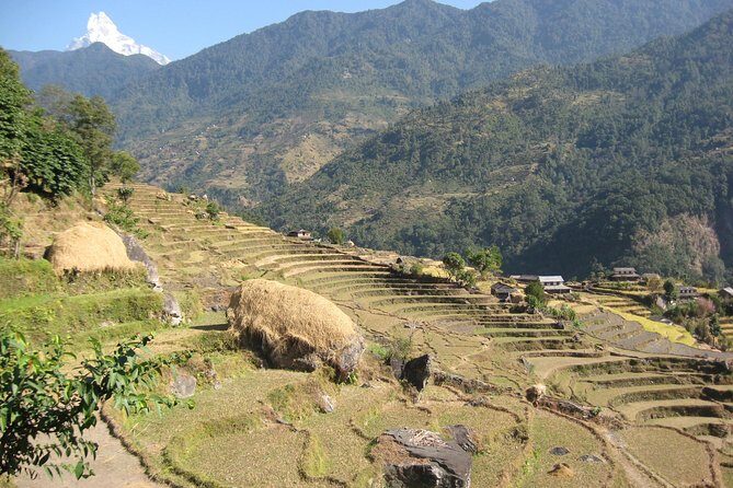 Private Multi Day Nepal Poon Hill Trekking Tour - Price and logistics: what you really get for around $900