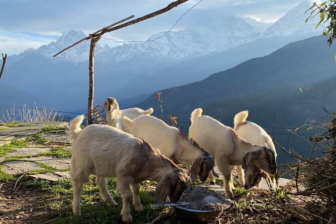 Private Tour Local Culture and The View of Mohare Danda - Key highlights you’ll actually feel on the ground