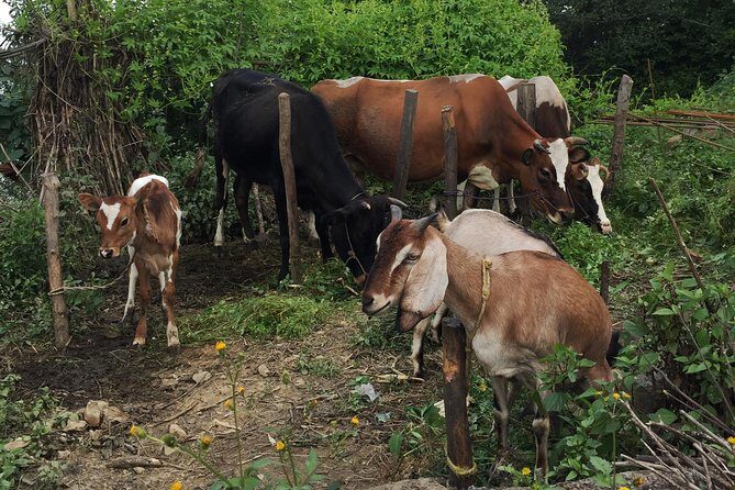 Ranikot Village Hiking in Kathmandu - Stop 2: Ranikot Village—forest trails, village life, and the Himalaya hunt