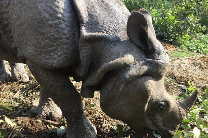 Wildlife Adventure in Chitwan Nepal - Why Chitwan is worth a planned safari